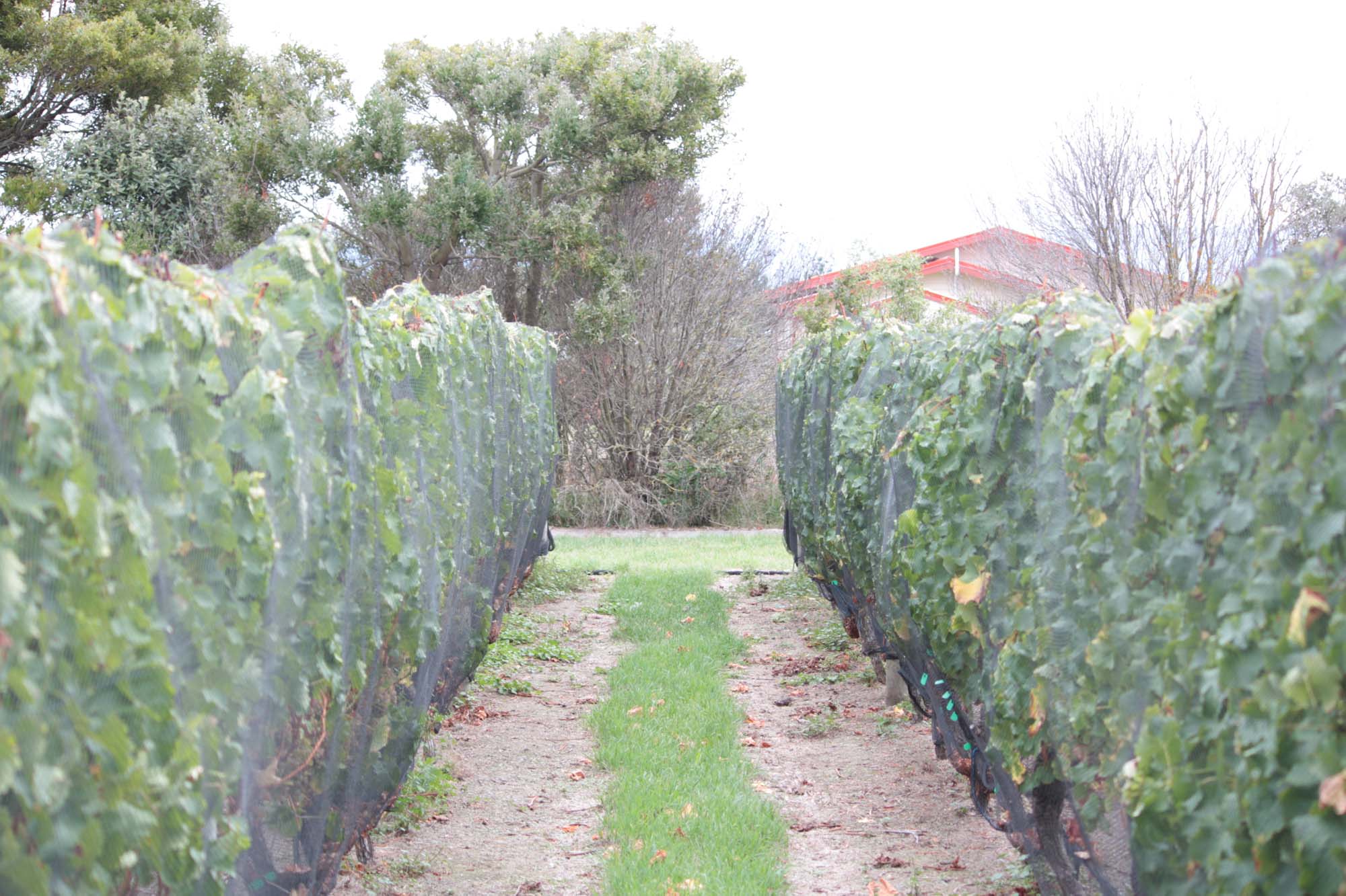 Sauvignon Blanc Grapes ready for picking and making into wine, Martinborough, 26 Rows